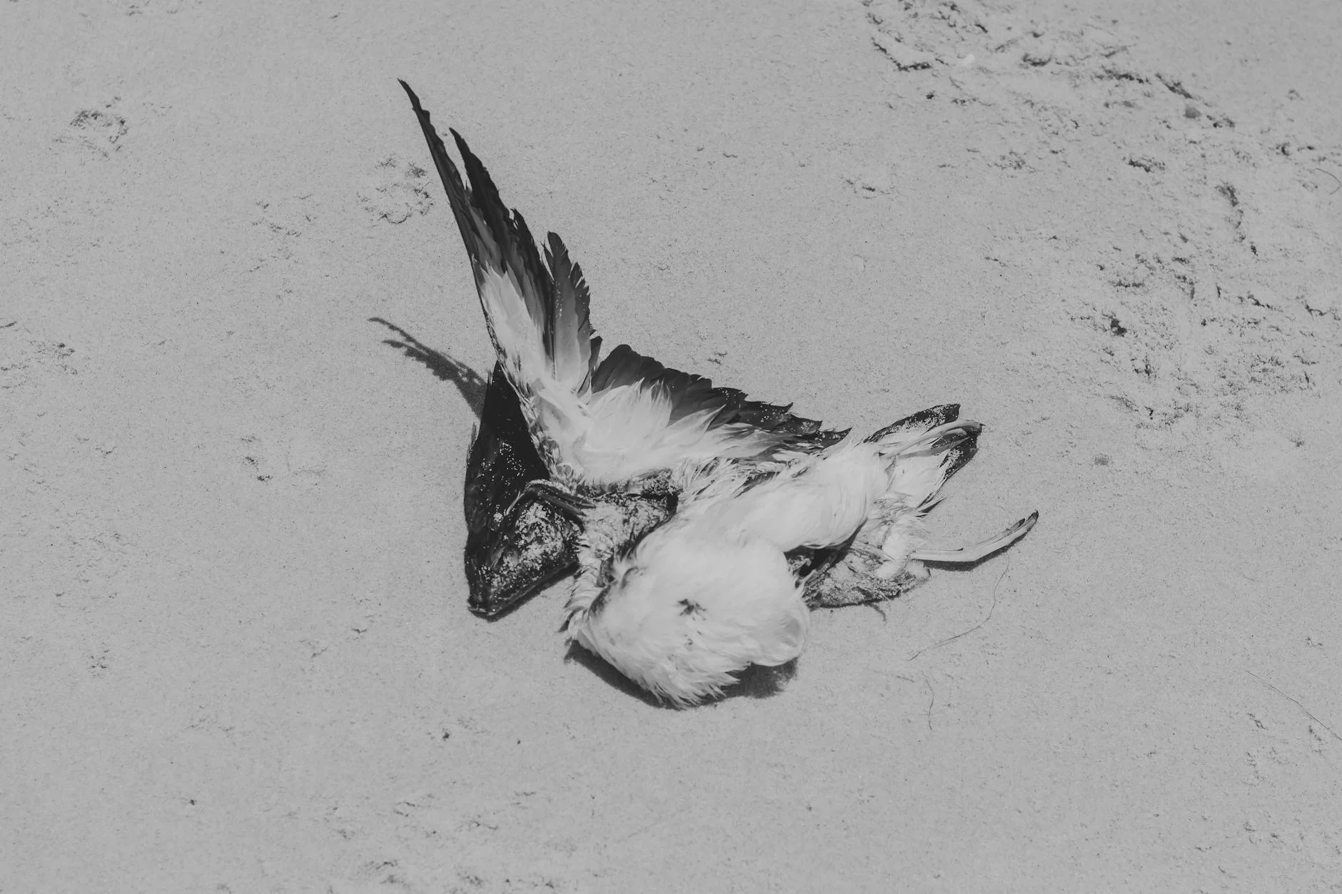 A photorealistic, professional photography, 8K image of a friendly, smiling solo female traveler with a backpack, looking directly at the camera, in a vibrant street market setting, natural light, sharp focus, depth of field, shot on a high-end DSLR. A black and white photo depicting a bird lying on a sandy beach in Aracati, Brazil. — Foto: Kássia Melo / Pexels