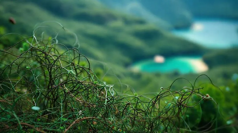 A photorealistic image of a tangled web of misinformation and green-tinted buzzwords, with a single, clear path of factual information struggling to emerge from the chaos. The background is a blurred image of a beautiful natural landscape, hinting at the genuine desire for ecotourism being exploited. Professional photography, 8K, cinematic lighting, sharp focus on the contrasting elements of truth and deception, depth of field. Shot on a high-end DSLR. A photorealistic image of a tangled web of misinformation and green-tinted buzzwords, with a single, clear path of factual information struggling to emerge from the chaos. The background is a blurred image of a beautiful natural landscape, hinting at the genuine desire for ecotourism being exploited. Professional photography, 8K, cinematic lighting, sharp focus on the contrasting elements of truth and deception, depth of field. Shot on a high-end DSLR.
